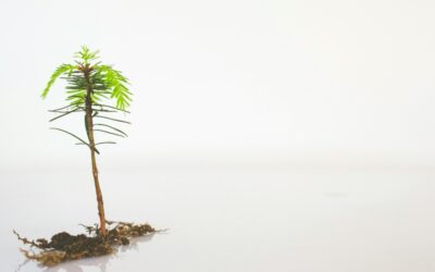 Step-by-Step Guide to Incorporating a Private Limited Company in Singapore