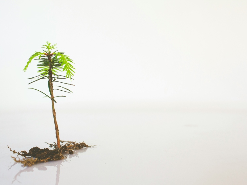 Step-by-Step Guide to Incorporating a Private Limited Company in Singapore