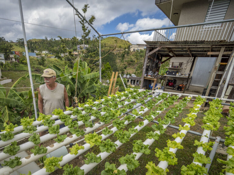 The Agri-Food Cluster Transformation (ACT) Fund 2: SFA's S$70 Million Tranche for Local Farms From 2026